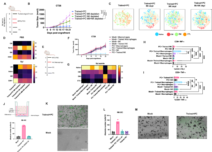 Fig. 6: Macrophages and NK cells are required for trained immunity to enhance vaccine efficacy.