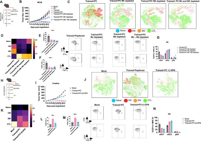 Fig. 7: Trained immunity enhances vaccine responses in MC38 tumor models.