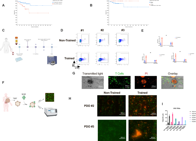 Fig. 8: Trained immunity can enhance vaccine effects with human PBMCs and PDOs.