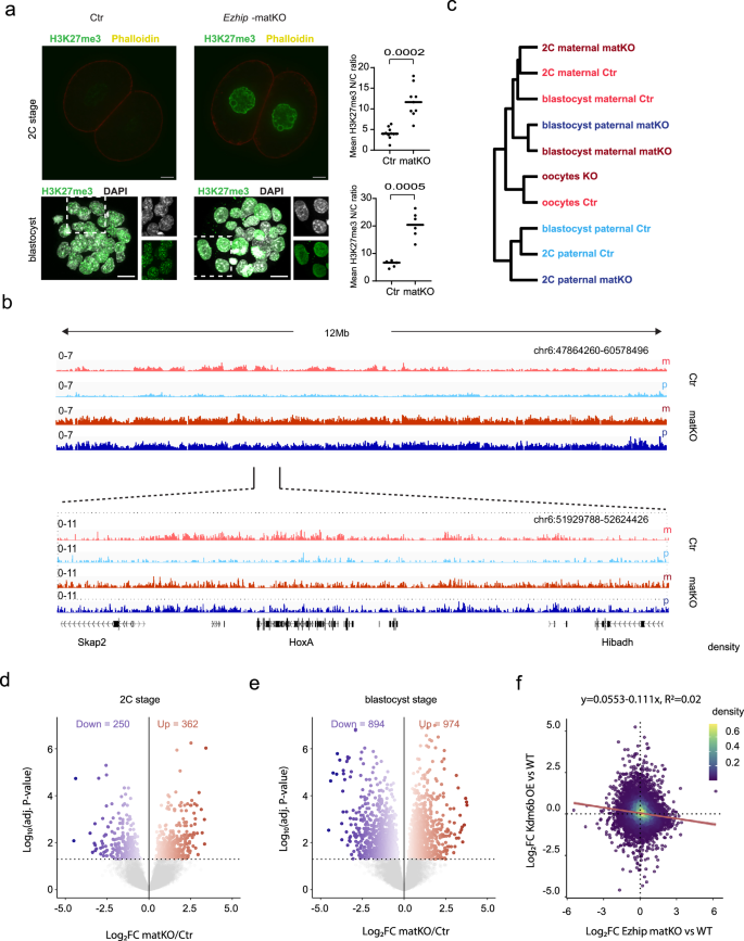 Fig. 2: EZHIP regulates H3K27me3 deposition and transcription post-fertilization.