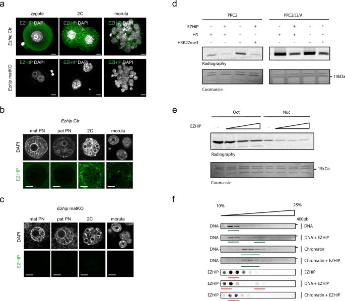 Fig. 3: EZHIP detection post-fertilization and biochemical properties.