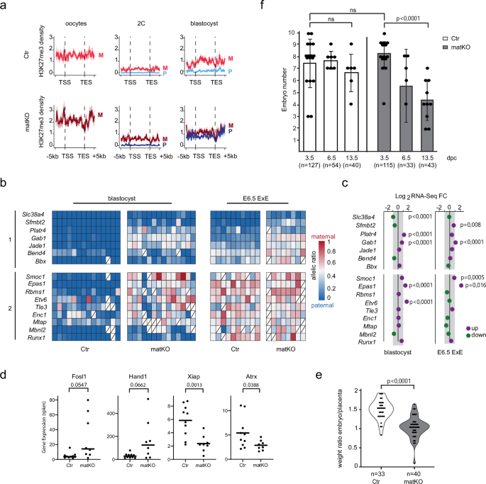 Fig. 4: Loss of H3K27me3 dependent imprinting in Ezhip-matKO embryos.