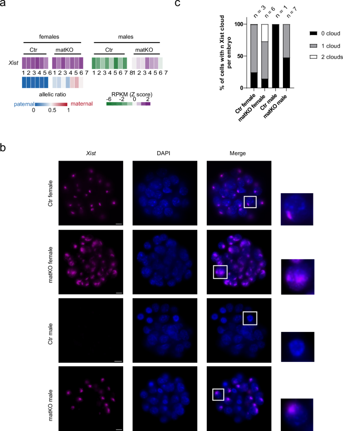 Fig. 5: Loss of maternal EZHIP impairs Xist expression.