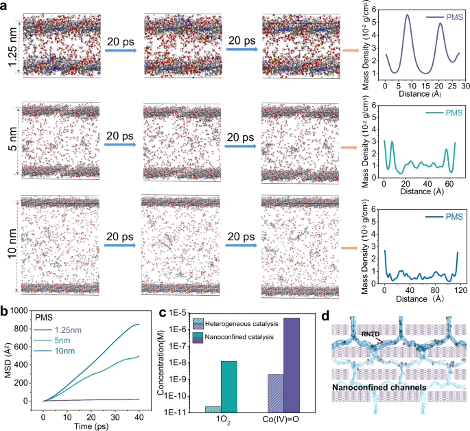 Fig. 7: Mechanistic analysis of mass transport and reactant concentration enhancement under nanoconfinement within Ce-Co TCPP membrane.