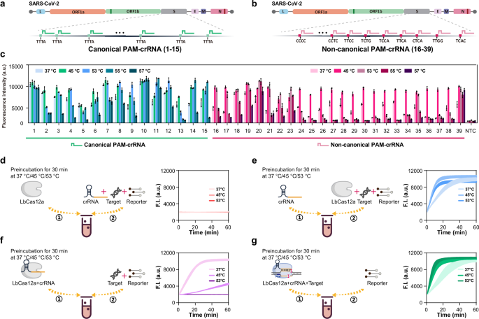 Fig. 2: High temperature boosted Cas12a trans-cleavage activity results from dsDNA target activation.