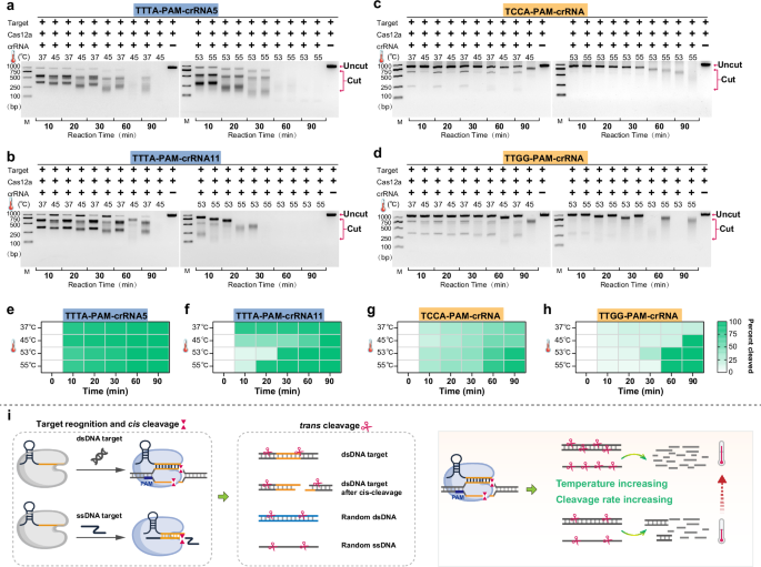 Fig. 3: Evaluation of the PAM-mediated dsDNA cleavage activities of Cas12a under different temperatures.
