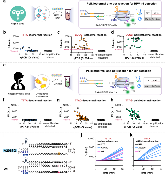 Fig. 5: Clinical application of POP-CRISPR for HPV-16 and MP diagnostics with improved sensitivity and specificity.
