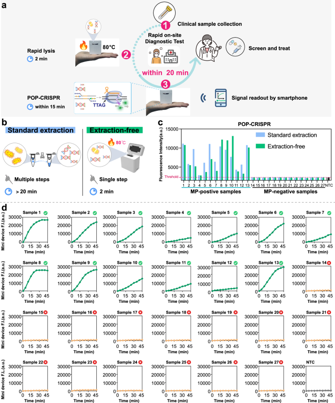 Fig. 6: On-site detection of MP using POP-CRISPR.