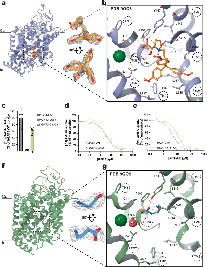 Fig. 3: Inhibitor SR-THAP and substrate GABA bind to the central binding pocket of hGAT3.