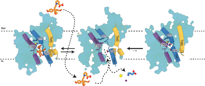 Fig. 4: Schematic illustration of the inward facing states of hGAT3 in the transport cycle.