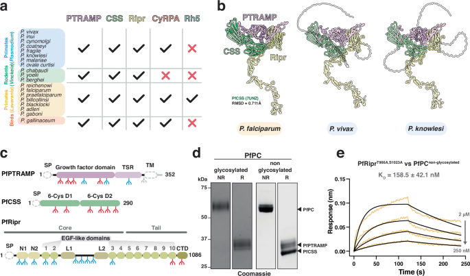 Fig. 1: PTRAMP, CSS, and Ripr are common to all clades of Plasmodium.