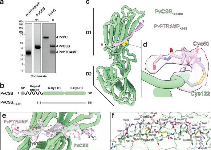 Fig. 2: Structure of the intermolecular disulfide bond between PvCSS and PvPTRAMP.