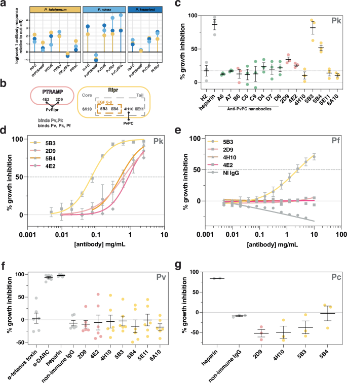 Fig. 5: Cross-reactive PTRAMP, CSS, and Ripr antibodies exhibit differential inhibition in multiple species of Plasmodium.
