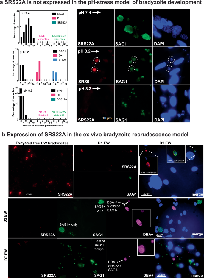 Fig. 2: Cell culture models of bradyzoite development fail to express SRS22A.