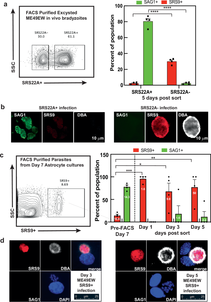 Fig. 3: Developmental fate of SRS22A bradyzoite subtypes.
