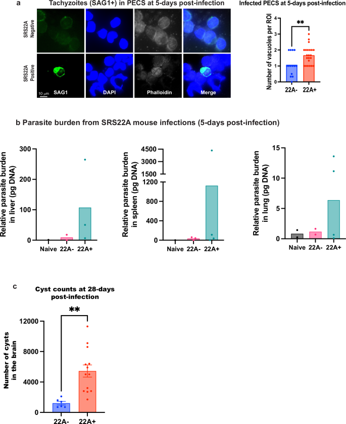 Fig. 4: In vivo studies of FACS purified SRS22A+ and SRS22A- bradyzoites.