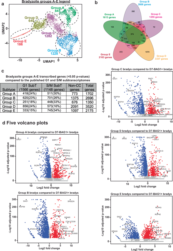 Fig. 5: Single cell RNA-sequencing of in vivo bradyzoites.