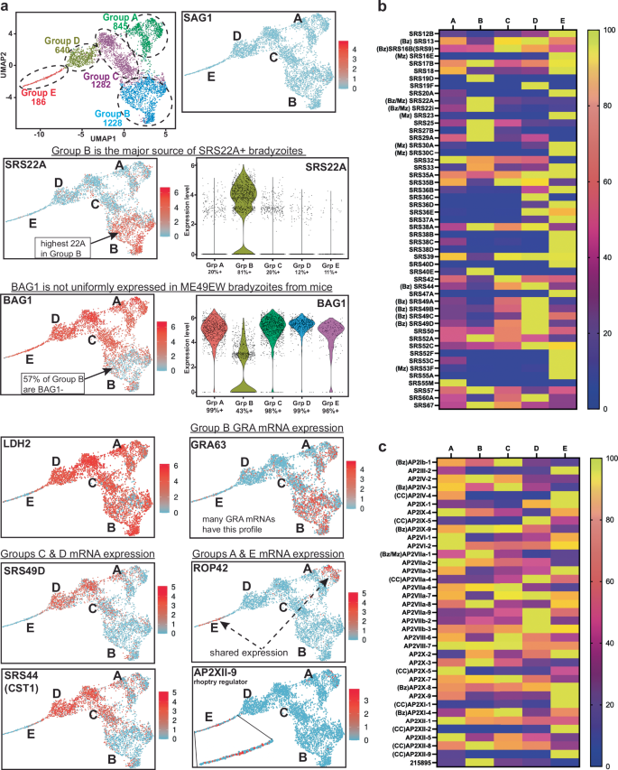 Fig. 6: Gene expression profiles of five bradyzoite subtypes.
