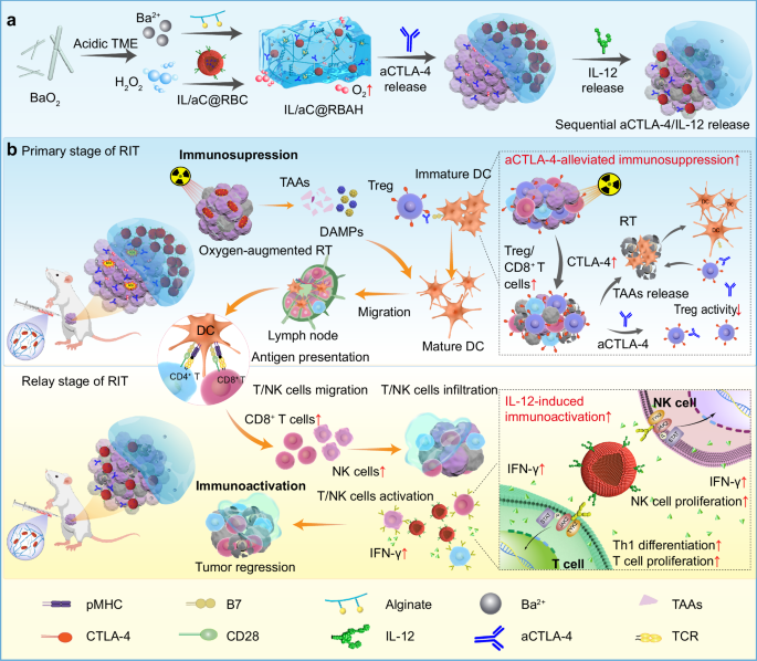 Fig. 1: Schematic of the in situ self-assembled cell reservoir hydrogel (IL/aC@RBAH) to maneuver multistage RIT.