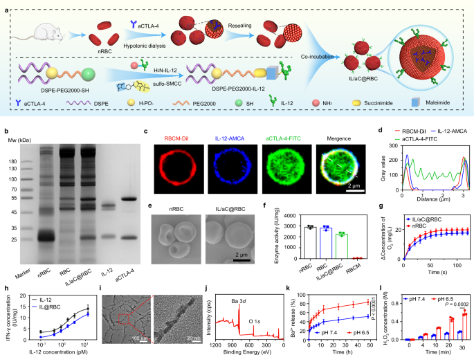 Fig. 2: Synthesis and characterization of IL/aC@RBC and BaO2.