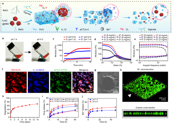 Fig. 3: Construction and characterization of biodegradable IL/aC@RBAH.