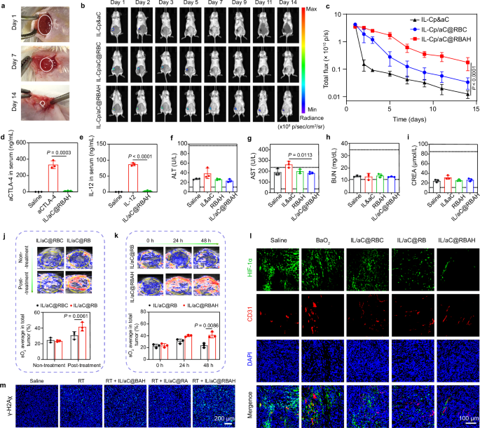 Fig. 4: In situ retention and O2 self-supply of IL/aC@RBAH.