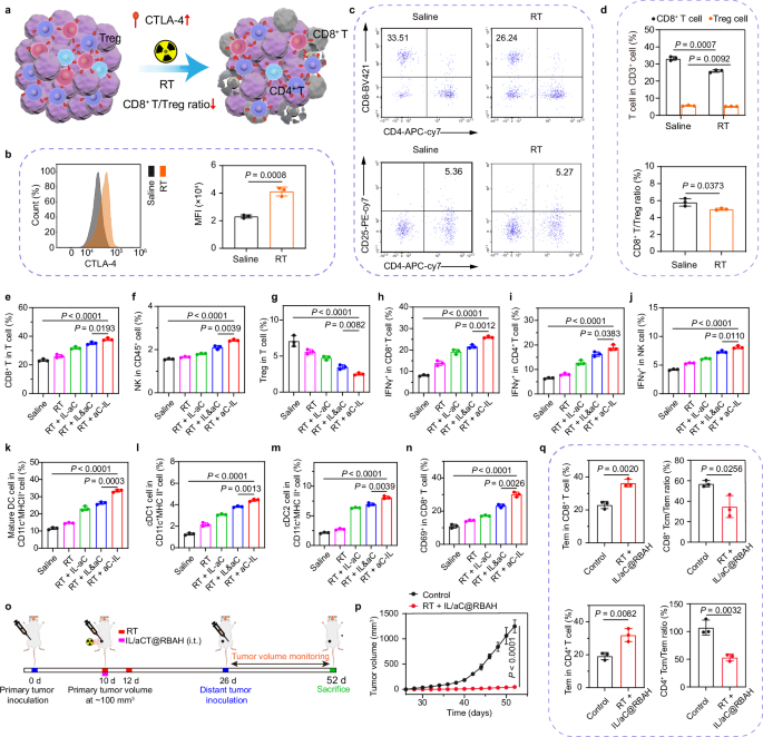 Fig. 6: RT + IL/aC@RBAH initiates systemic antitumor immune responses in orthotopic 4T1 tumors.