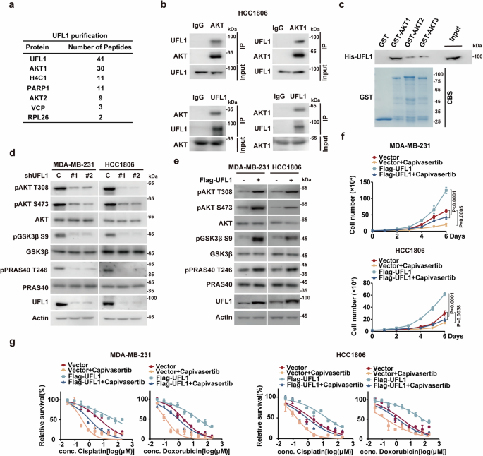 Fig. 2: UFL1 promotes TNBC progression via AKT activation.