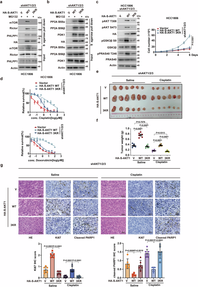 Fig. 4: UFL1-mediated UFMylation is critical to activate AKT in TNBC.