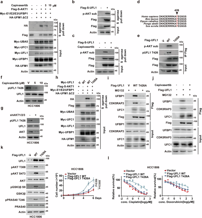 Fig. 5: AKT phosphorylates UFL1 at the T426 site to enhance its UFMylation and promote TNBC progression.