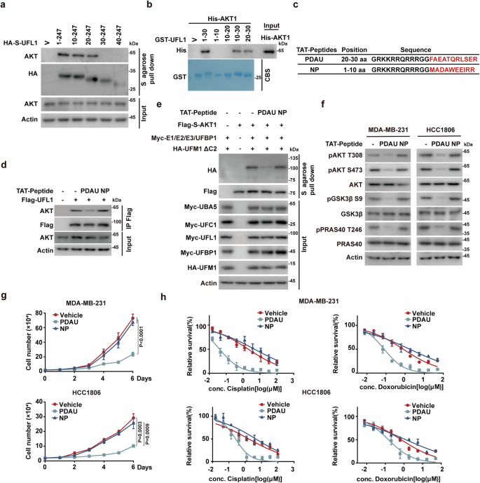 Fig. 6: Disrupting the UFL1-AKT1 interaction by PDAU suppresses TNBC progression in vitro.