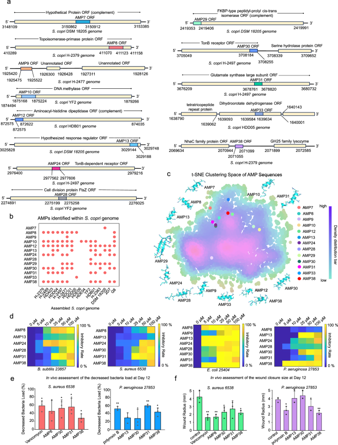 Fig. 2: The identification of AMP ORFs from S. copri genomes reveal conservative and unique patterns in sequence compositions.