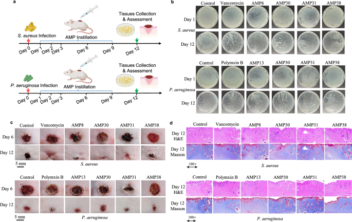 Fig. 4: In vivo efficacy of the representative AMPs from primitive commensal S. copri against S. aureus 6538 and P. aeruginosa 27853.