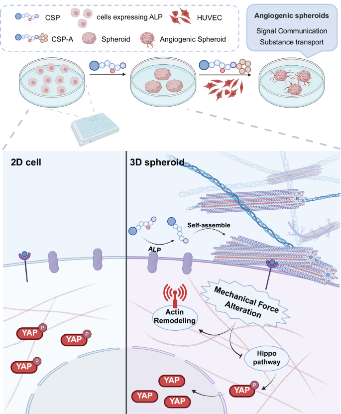 Fig. 1: The Schematic illustration of cell spheroid formation and capillary-like structure formation induced by in situ peptide self-assembly (SA).