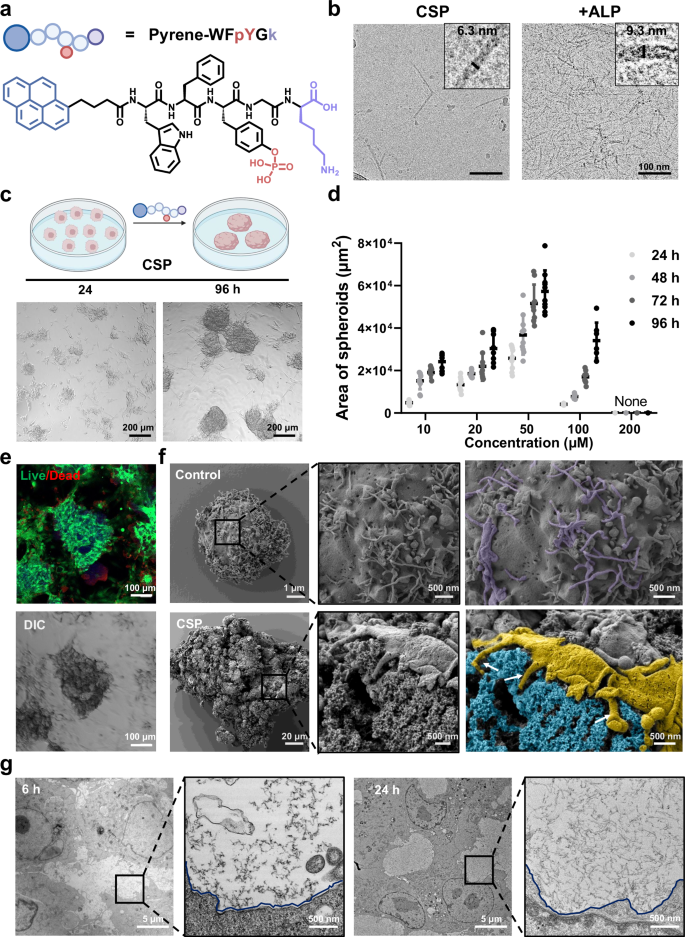 Fig. 2: In situ peptide self-assembly into nanofibers and induces cell spheroids formation.