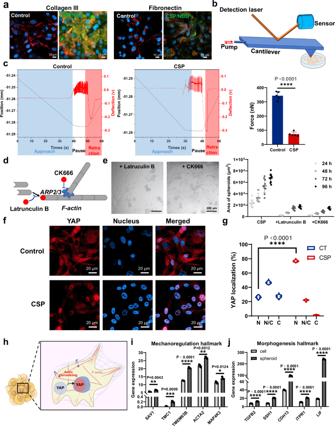 Fig. 3: Mechanistic studies of cell spheroids formation induced by intercellular peptides self-assembly.