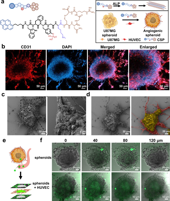 Fig. 4: The construction of spheroids with capillary-like structures induced by peptide self-assembly.