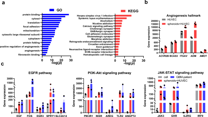 Fig. 5: RNA-seq analysis reveals higher gene expression similarities between spheroids with capillary-like structures and patient-derived GBM compared to 2D cells.