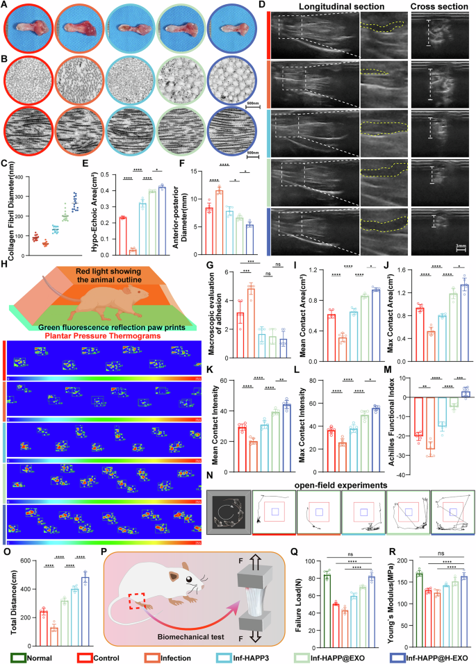 Fig. 10: HAPP@H-EXO improves postoperative tissue adhesion, mechanical function, and mechanical properties.