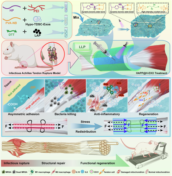 Fig. 1: Schematic illustration of the design and mechanism.
