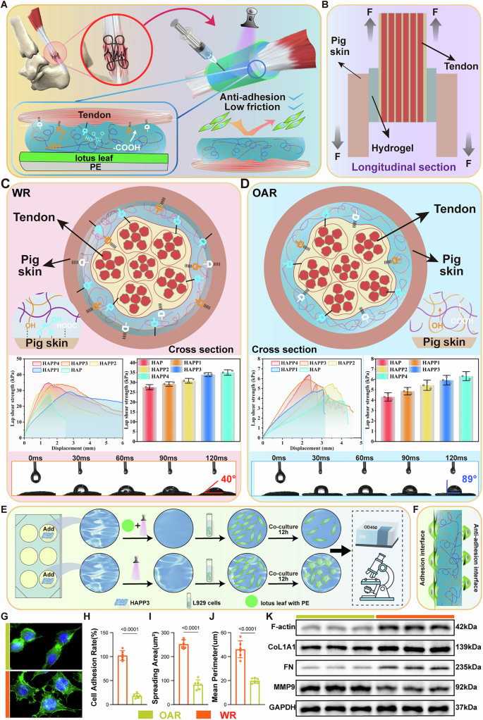 Fig. 4: Construction and characterization of Janus hydrogels to achieve asymmetric adhesion.