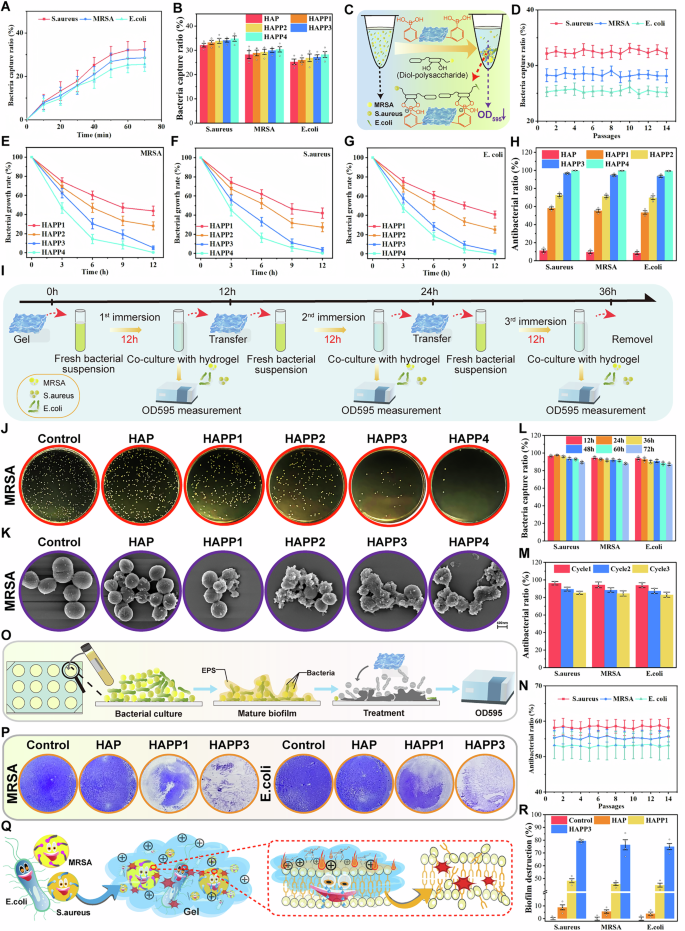 Fig. 5: Spatiotemporal antibacterial effects of the hydrogels.