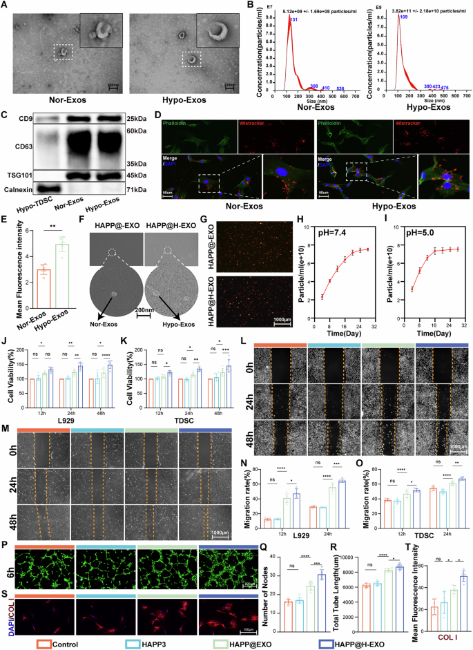 Fig. 6: Characterization of exosomes and in vitro biological functions of HAPP@H-EXO.