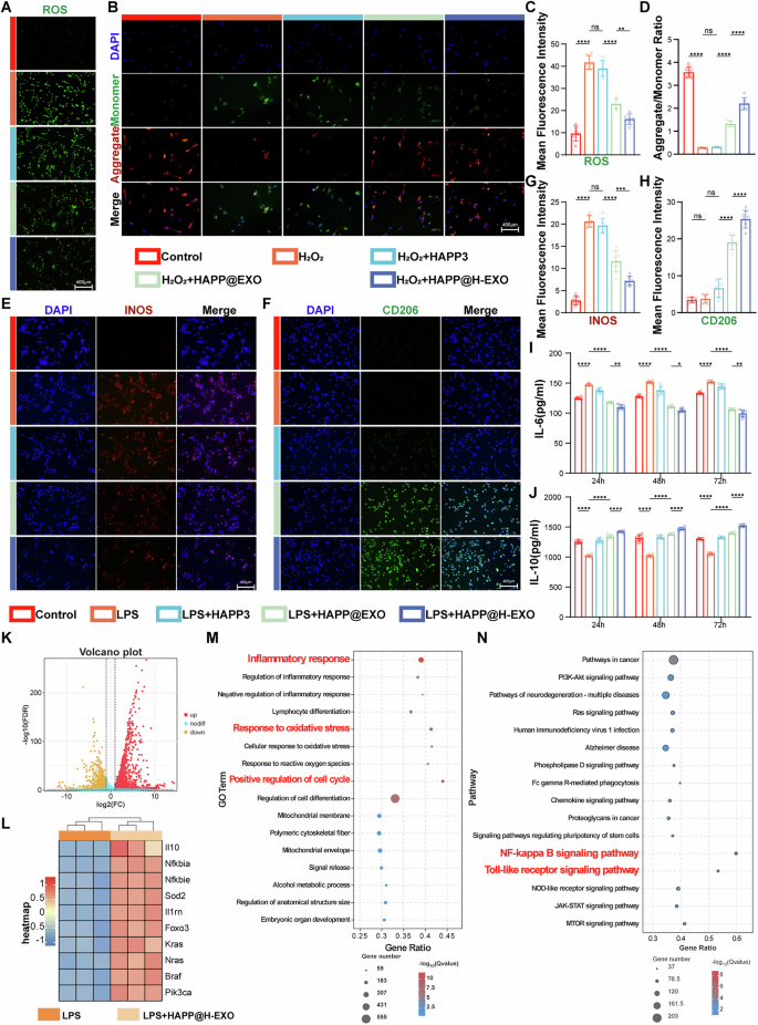 Fig. 7: HAPP@H-EXO scavenges ROS and regulates the immune response.