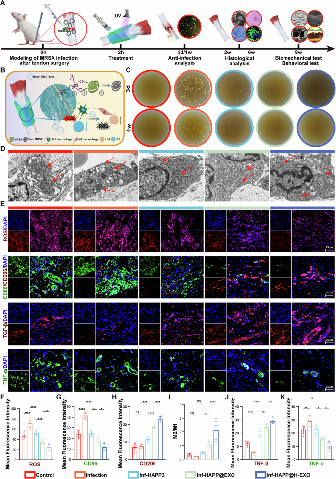 Fig. 8: In vivo antimicrobial and anti-inflammatory effects of HAPP@H-EXO.