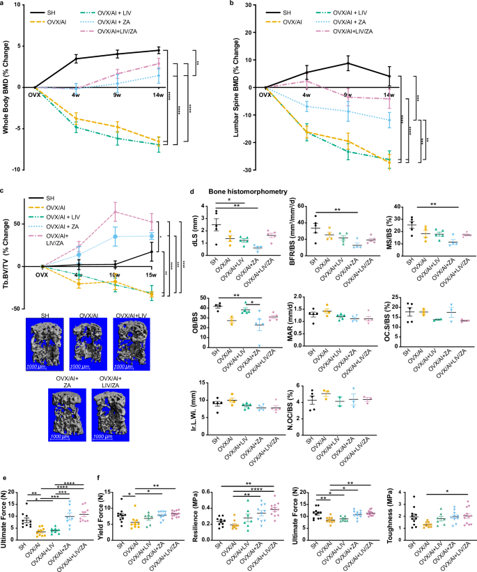 Fig. 2: Bone mineral density (BMD), microarchitecture, mechanical, and structural properties of mice in experiment II (older cohort, n = 20).