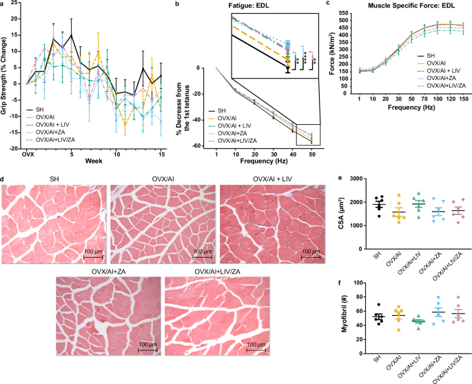 Fig. 3: Forelimb grip strength, muscle contractility, and myofiber histology in experiment II (older cohort, n = 20).