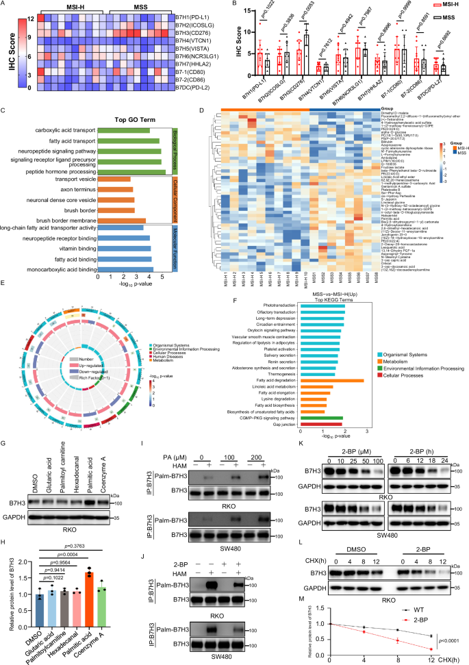 Fig. 1: PA-triggered B7H3 palmitoylation enhances B7H3 protein stability.