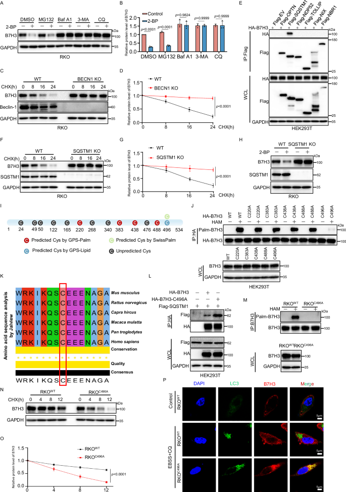 Fig. 2: B7H3 C496 palmitoylation suppresses SQSTM1/p62-mediated autophagic degradation.