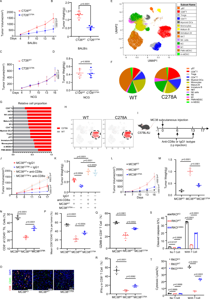 Fig. 3: B7H3 palmitoylation inhibits the antitumor activity of CD8+ T cells.